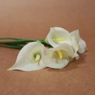 Floare de crin calla