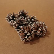 Con de pin trandafir